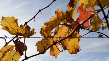 Autumn Vine Leaves