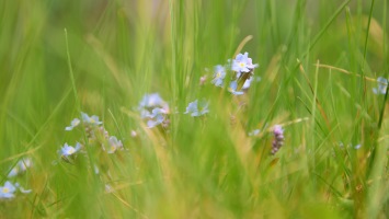 Blue Primula
