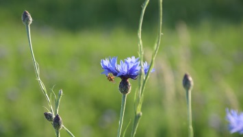 Cornflower