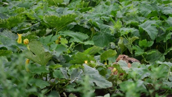 Cucumber Field