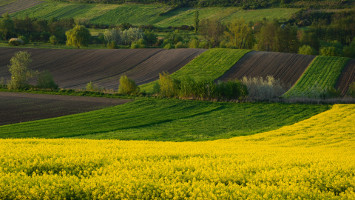 Field Wave