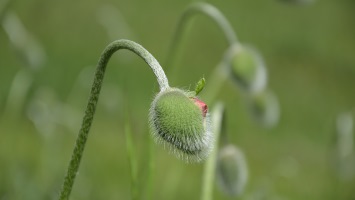 Flower Bud