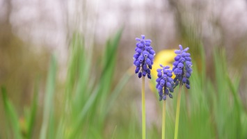 Grape Hyacinths