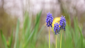 Grape Hyacinths