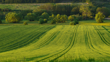 Green Fields