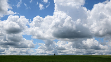 Lonely Tree