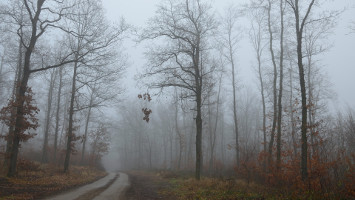 Misty Road