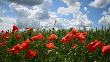 Poppies