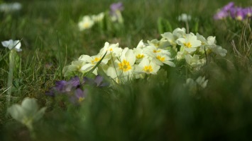 Primula