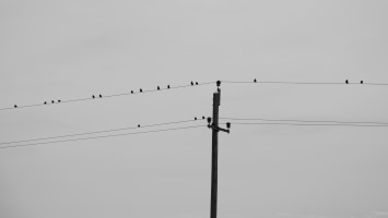 Telephone Line