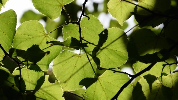 Veined Leaves